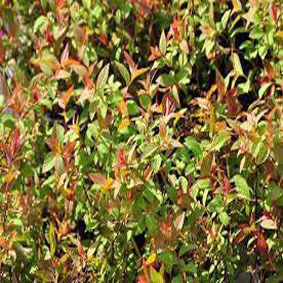 Spiraea japonica 'Froebelii'